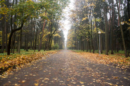 Stretches beyond the horizon way in Park in autumnの写真素材