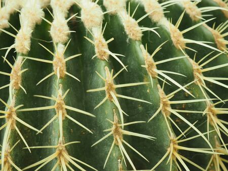Green cactus with spikes close-up. Can be used as a pattern