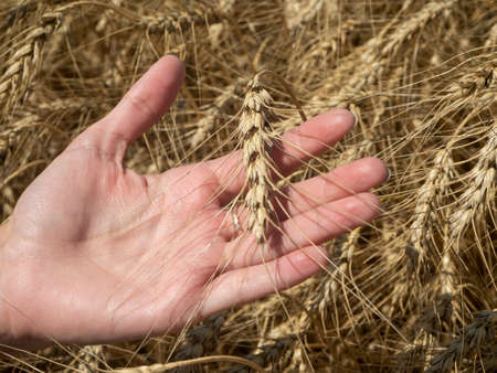 a girl's hand holds a wheat sprout on a clear sunny day. Harvest Time Concept