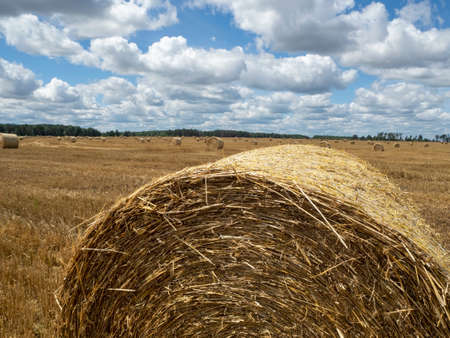 Haystacks on the field, close-up view. Bright yellow and golden Haystacks on agricultural field in...