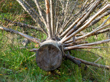 dry fallen tree with many branches close-up. Problems in the forests, the danger of fires