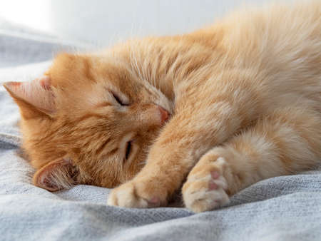 cute sleeping red cat on a gray blanket. Sleeping petの写真素材