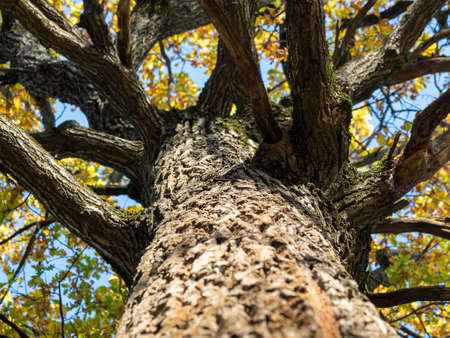 Low viewing angle of the autumn tree, Selective focusの写真素材