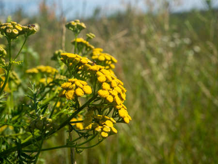 common tansy yellow field flower. Selective focus, blurred background