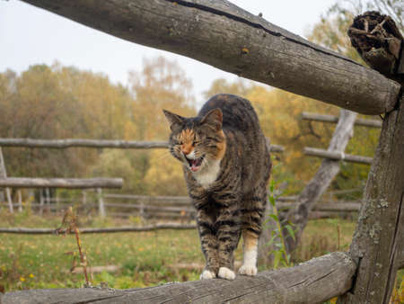 cat stands on a wooden fence and yawns in autumn in the villageの写真素材