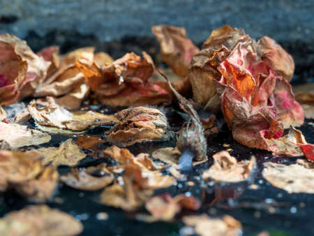 close-up of dried leaves and flower petals on the water surfaceの写真素材