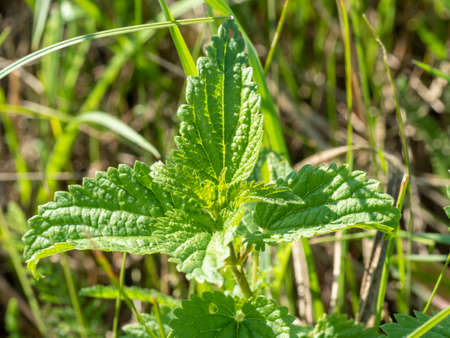 Fresh nettle leaves. The concept of alternative medicine. A bright green plant that is used in food and medicineの写真素材