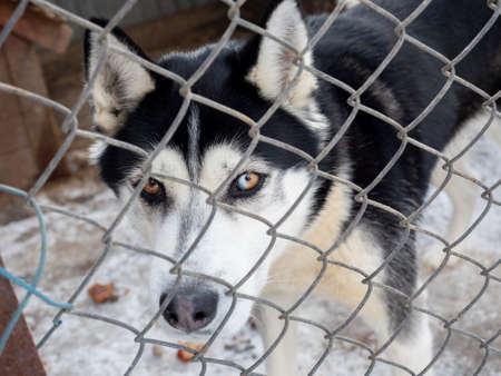 The husky dog is locked up behind an iron net. A beautiful animal, a pet, a friend. Concept of an...