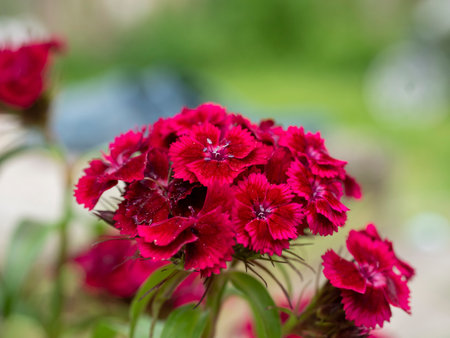 Close-up of a blooming scarlet carnation in the afternoon. Blurred backgroundの写真素材