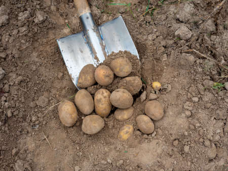 Close-up of a metal shovel and potato tubers lying on it covered with earth. Freshly harvested crop. Top view flat layの写真素材