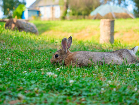 close-up of a beautiful cute rabbit lying on the green grass in summer. Blurred background, side view, petの写真素材