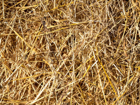 Close up of the collected yellow hay. texture, background. animal feed