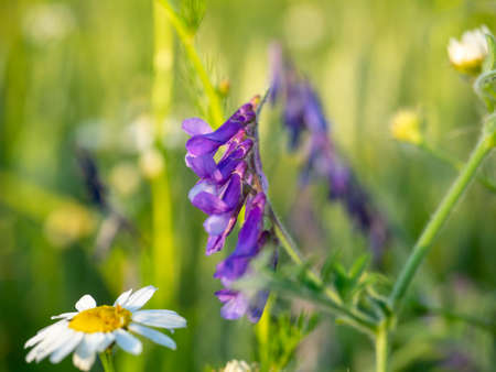 Close-up of a field flower Vicia cracca with bright purple petals at sunset. weed grass. selective focusの写真素材