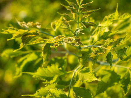close-up of Acer negundo leaves. Green background, selective focus