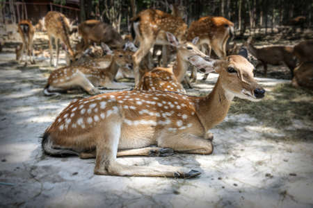 chital and masses  select focus  at Khonkaen zoo., Thailand 9-8-15のeditorial素材