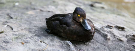 tufted duck on riverbank at Khonkaen zoo., Khonkaen Thailand.