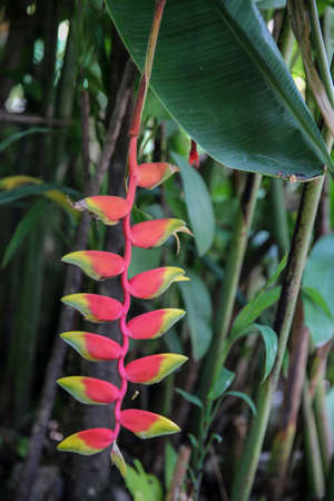 banana nippers, garden tree