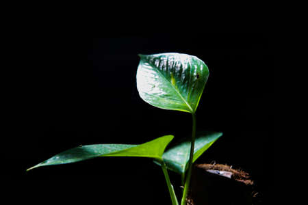 leaves Day time on black background., Low-key technique.の写真素材