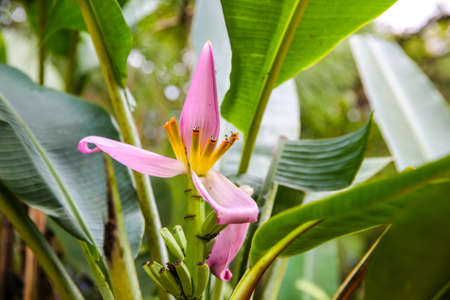 pink banana blossomの写真素材