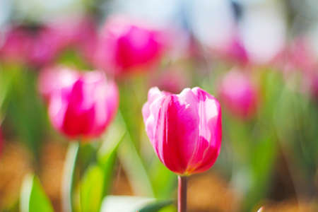 Tulip. Beautiful bouquet of tulips. colorful tulips. tulips in spring,colourful tulip