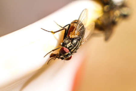 House fly swarm Food close-upの写真素材