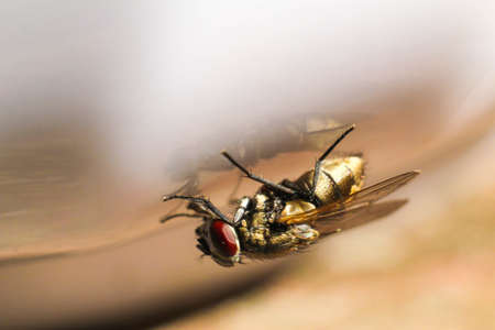 House fly swarm Food close-upの写真素材