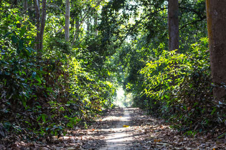 Hiking trails at Kosumpisai Mahasarakham., Thailandの写真素材