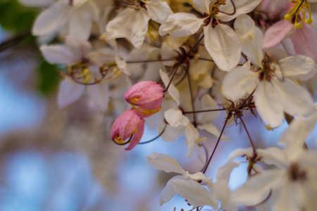 Blooming pink Cassia Bakeriana Craib flower.の写真素材