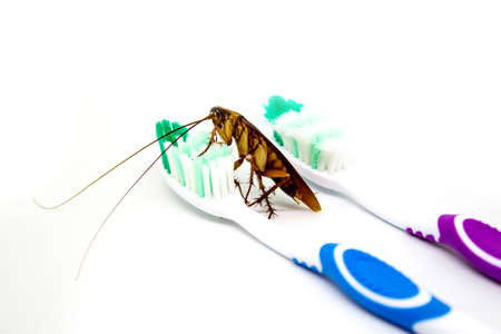 Cockroach on toothbrush isolated on white background. Contagion the disease, Plague concept.の写真素材