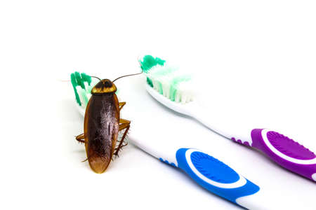 Cockroach on toothbrush isolated on white background. Contagion the disease, Plague concept.の写真素材