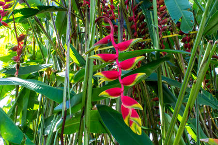 heliconia tropical flower in the asian park. banana flower.