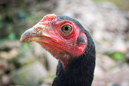 Male chicken headの写真素材