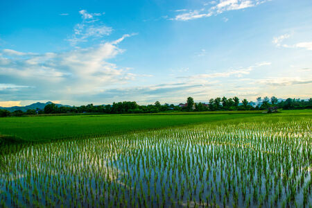 Views of the rice fieldsの写真素材