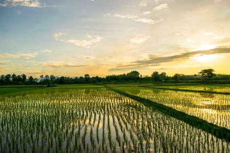 Rice fieldsの写真素材