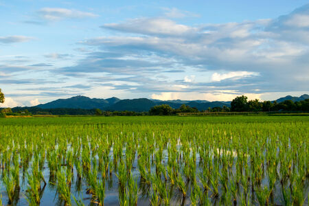 Views of the rice fieldsの写真素材