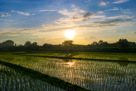 Rice fieldsの写真素材
