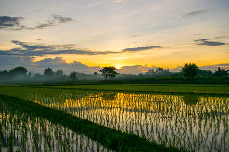 Rice fieldsの写真素材
