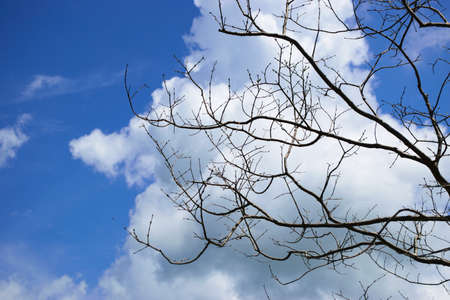 Branch and Blue Skyの写真素材