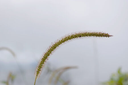 grass flowerの写真素材