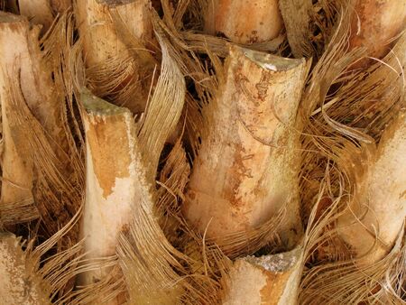 bottom of palm treesの写真素材