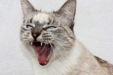 Gray cat yawns before bed all day.の写真素材