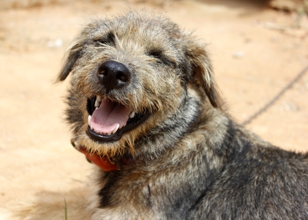 Funny dog ??shows her smiling to you.の写真素材