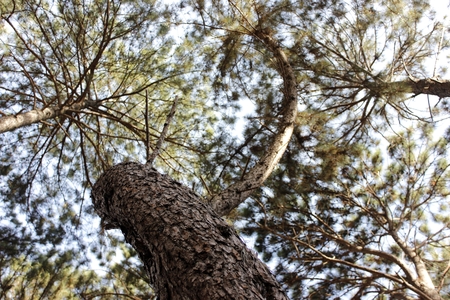Pine forests are Increasingly rare in nature.の写真素材