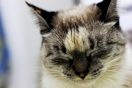 Sad cat lands melancholy for the photo.の写真素材