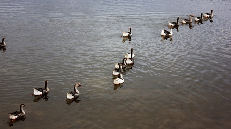 Ducks swim quietly on the lake Following the leader.の写真素材