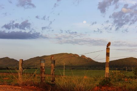 Beautiful sunrise with two curious owls and mountain in background.の写真素材