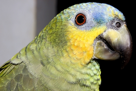 Beautiful colorful parrot looks curiously at the photographer.