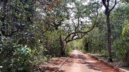 Path among trees in great diversity in Brazilian cerrado.の写真素材