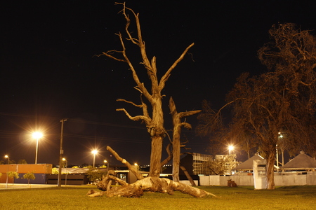 Tree in park at night on extended exposure.の写真素材