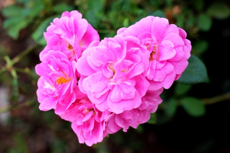 Arrangement of roses form a bouquet in the shape of a heart.の写真素材
